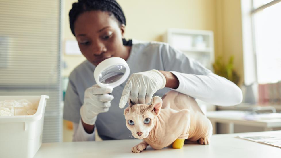 pyometra in cat; a Sphynx cat is examined by their veterinarian.